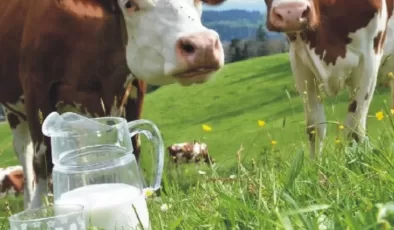 Süt üreticisinde ‘fiyat’ beklentisi!