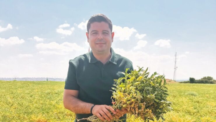 Çiftçiye kuraklık alternatifi: Nohut!