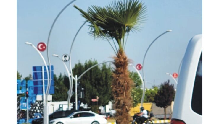 Balkan soğuğuna tropik peyzaj!