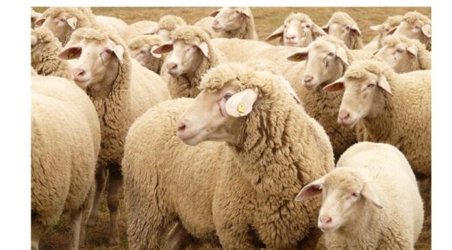 Edirne’deki koyun keçi yetiştiricilerine ek destek imkanı