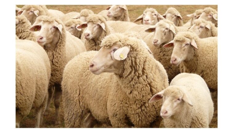 Edirne’deki koyun keçi yetiştiricilerine ek destek imkanı