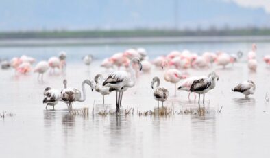 Gala Gölü’nü yok etme projesi!