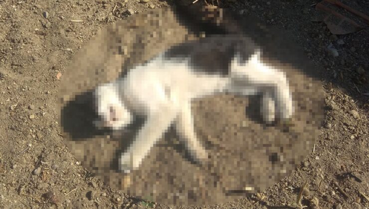 Kedi ölümleriyle ilgili dava başladı!