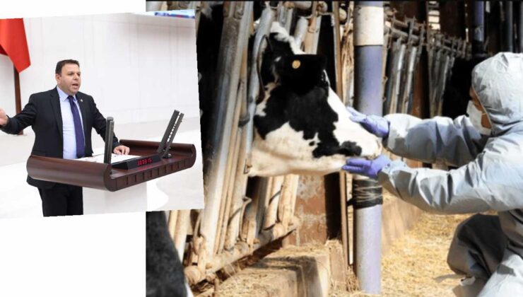 ‘Trakya’ya şap tekrar nasıl geldi?’