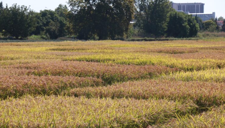 ‘Çeltik üreticisi mağdur’