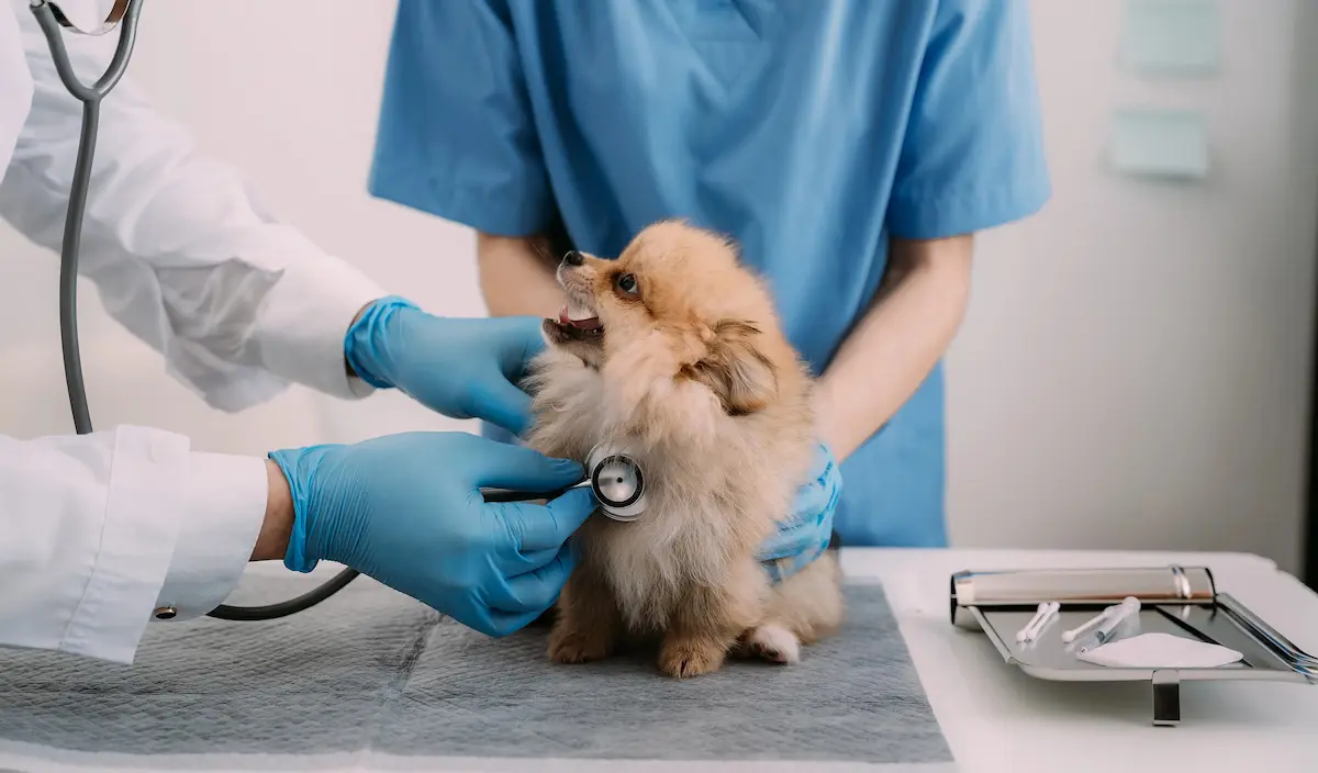 Geçerli görselin alternatif metni yok. Dosya adı: adapazari-veteriner.png