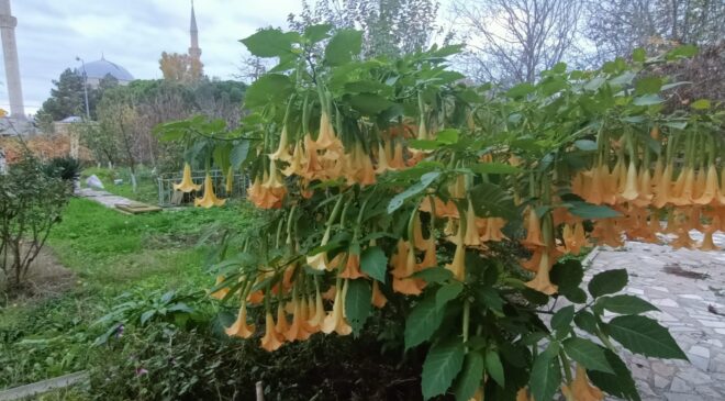 Mevsim kış, bahçeler ilkbahar