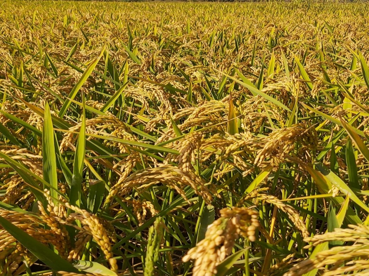 Geçerli görselin alternatif metni yok. Dosya adı: celtik-bitkisi.jpg