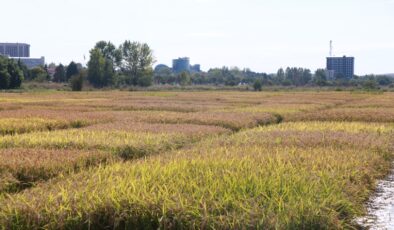 Çeltikte fiyat tepkisi!