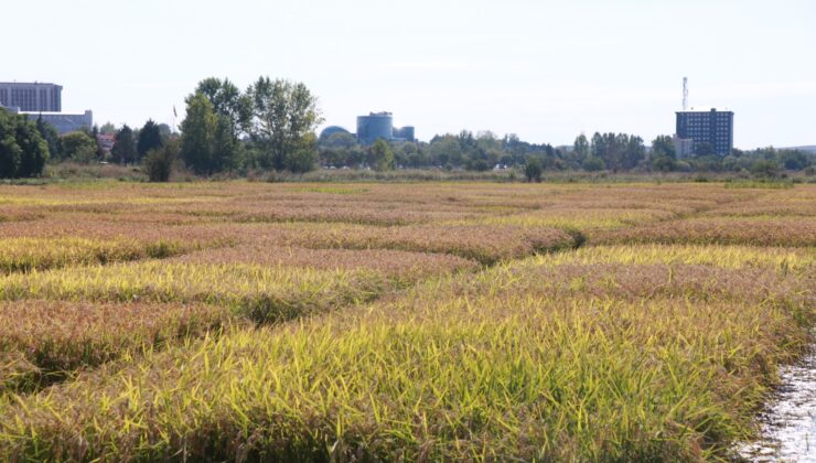 Çeltikte fiyat tepkisi!