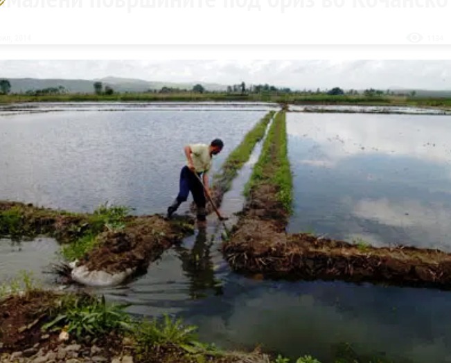 Geçerli görselin alternatif metni yok. Dosya adı: celtik.jpg