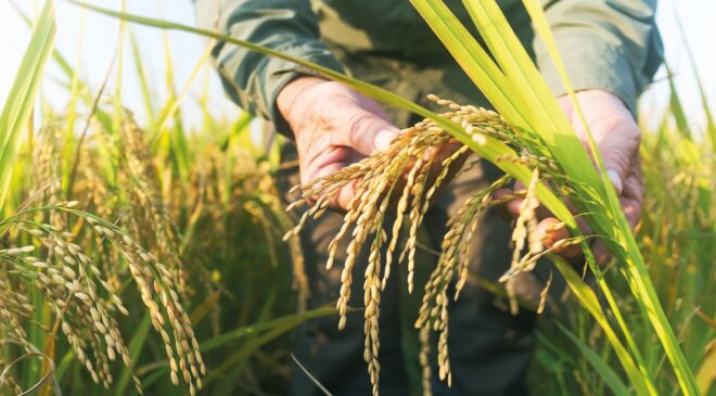 TMO çeltik fiyatını açıkladı!