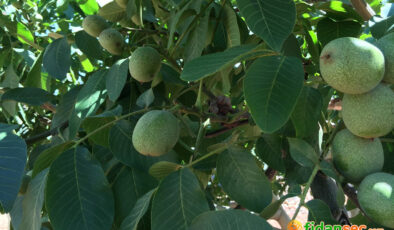 İsmine Doğru Aşılı Chandler Ceviz Fidanı Fidansec.com’dan Alınır