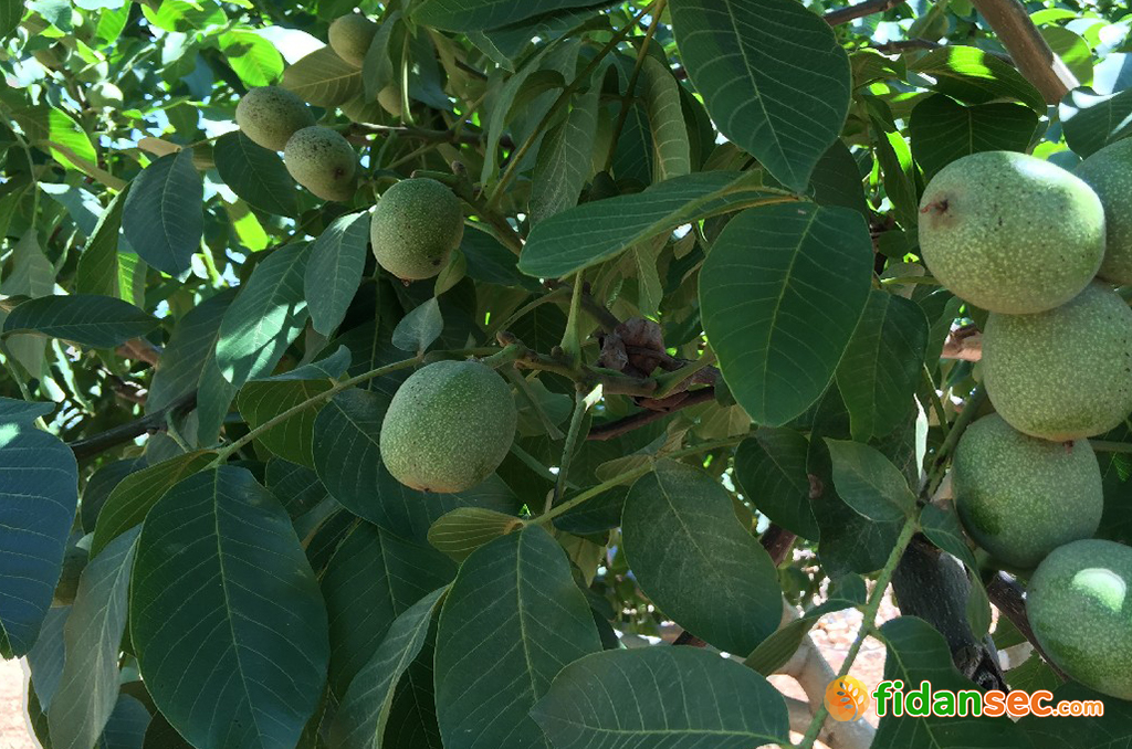 Geçerli görselin alternatif metni yok. Dosya adı: dosya-1768309152-ismine-dogru-asili-chandler-ceviz-fidani-fidansec-com.jpg