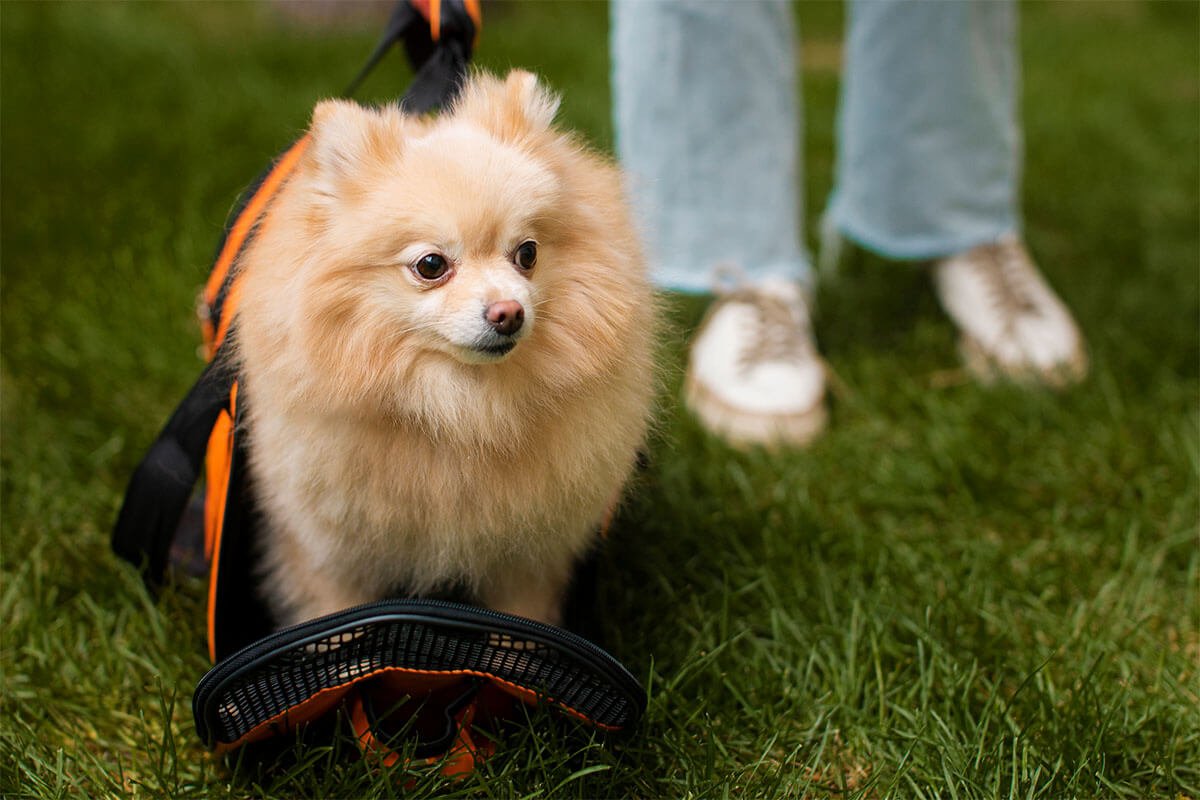 Geçerli görselin alternatif metni yok. Dosya adı: pomeranian-boo.jpeg