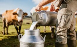 Sütte tatsız fiyat!