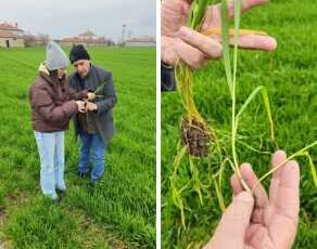 Aşırı yağışlarda gübre uyarısı!