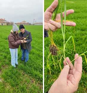 Aşırı yağışlarda gübre uyarısı!