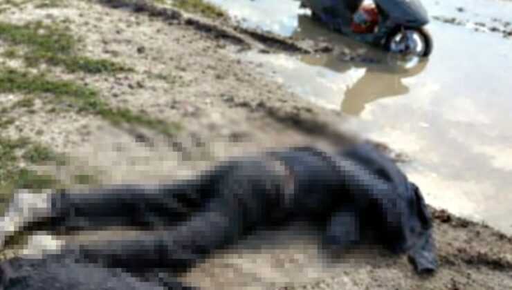 Cansız bedeni tarlada bulundu