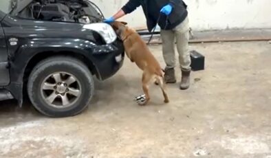 Bulgar sürücüde 8 kilo kokain!