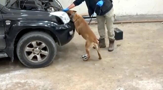 Bulgar sürücüde 8 kilo kokain!