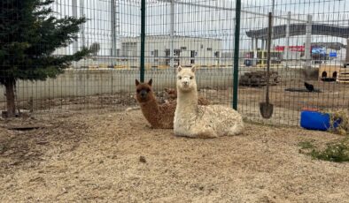 Sınırda kaçak hayvan