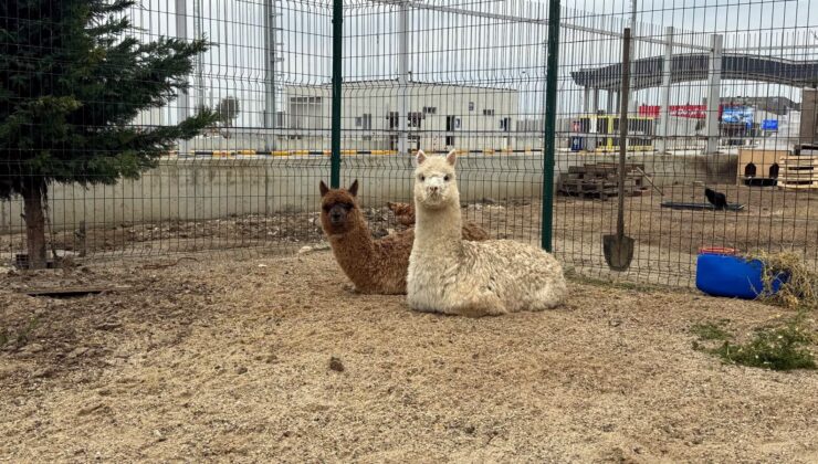 Sınırda kaçak hayvan