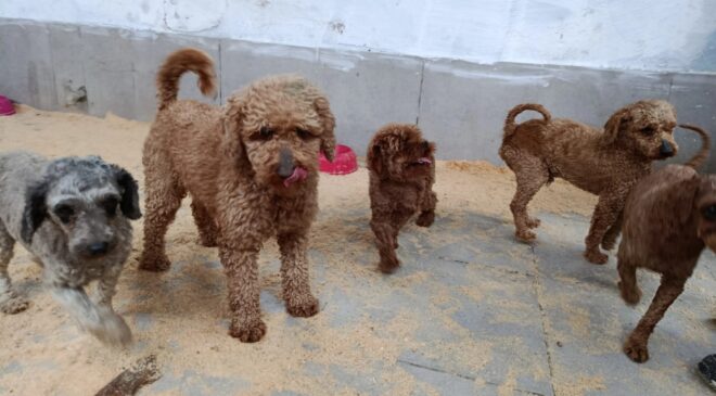 88 cana sıcak yuva!