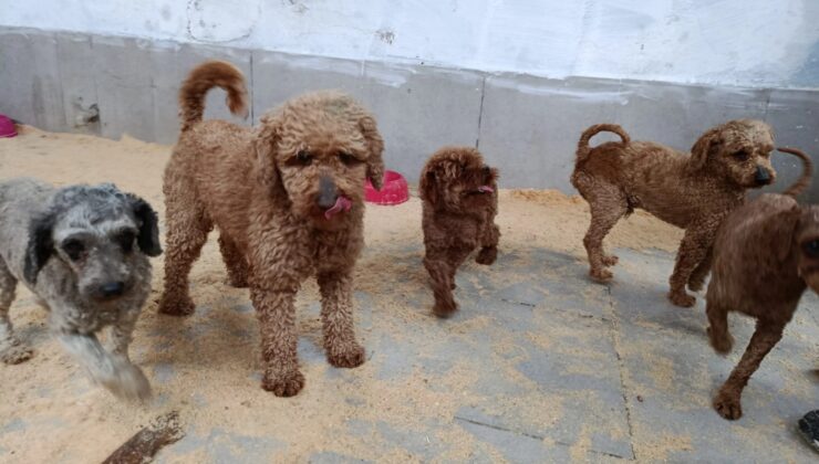 88 cana sıcak yuva!