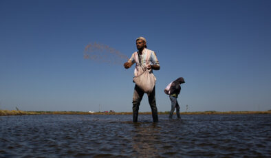 Çeltik ekimi başvuruları başladı