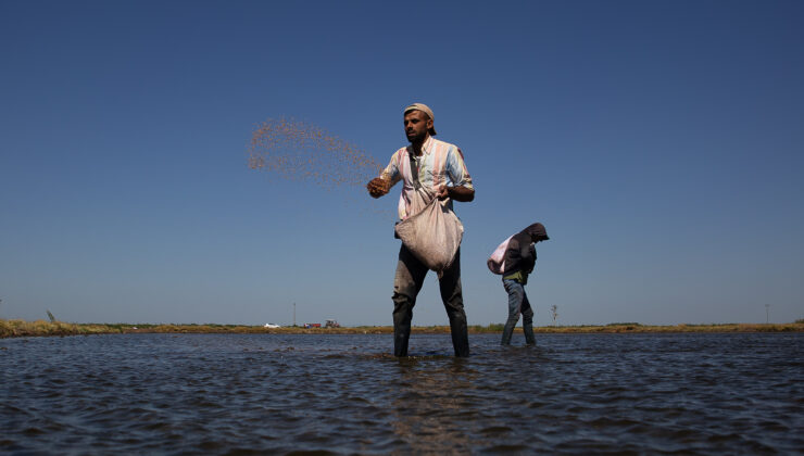 Çeltik ekimi başvuruları başladı