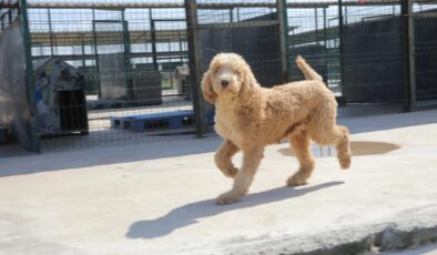 ‘CAN’lar yeni yuvalarında!