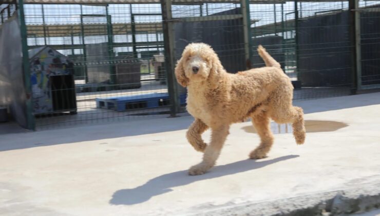 ‘CAN’lar yeni yuvalarında!