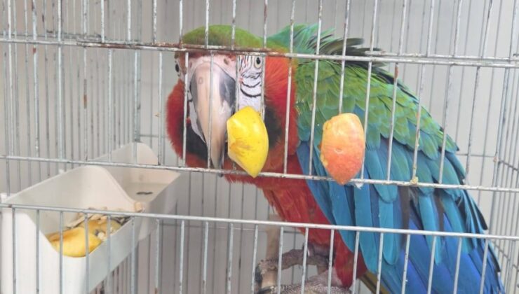 Sınırda ‘kaçak’ papağan!