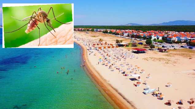 8 milyonluk sivrisinek sorusu