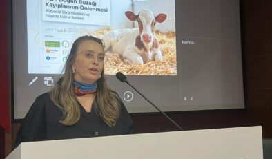 Buzağı ölümlerinde ‘eğitim’ seferberliği