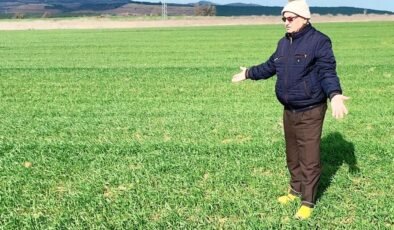 Buğdayda gizli tehlike!