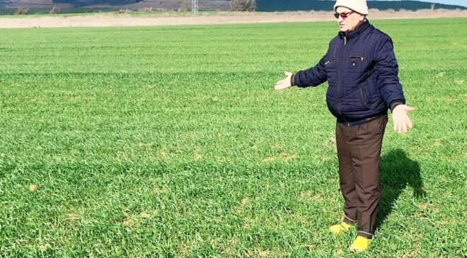 Buğdayda gizli tehlike!