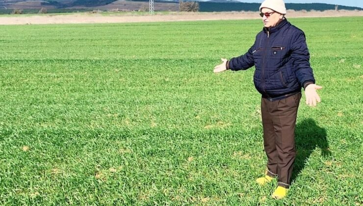 Buğdayda gizli tehlike!