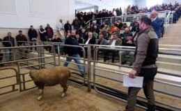 Damızlık koç ve tekeler sahiplerini buldu!