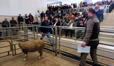 Damızlık koç ve tekeler sahiplerini buldu!
