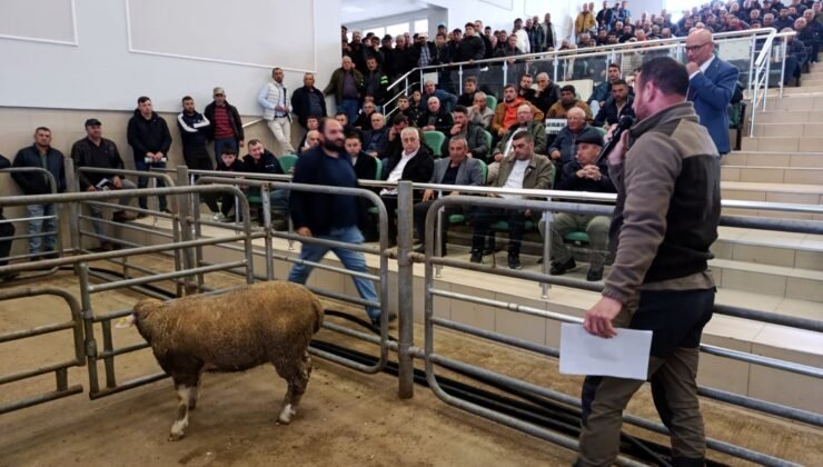 Damızlık koç ve tekeler sahiplerini buldu!