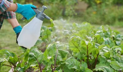 Tarım İlacı İnsektisit Nedir? Nasıl Kullanılır?