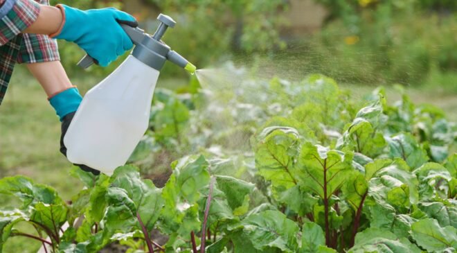 Tarım İlacı İnsektisit Nedir? Nasıl Kullanılır?