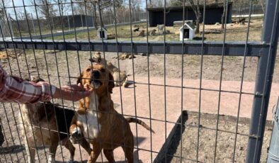 EKK’den hayvanseverlere çağrı’