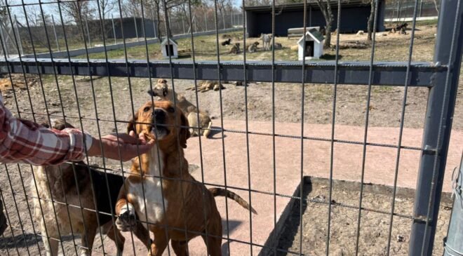EKK’den hayvanseverlere çağrı’