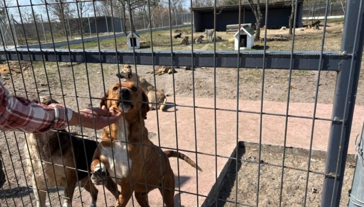 EKK’den hayvanseverlere çağrı’