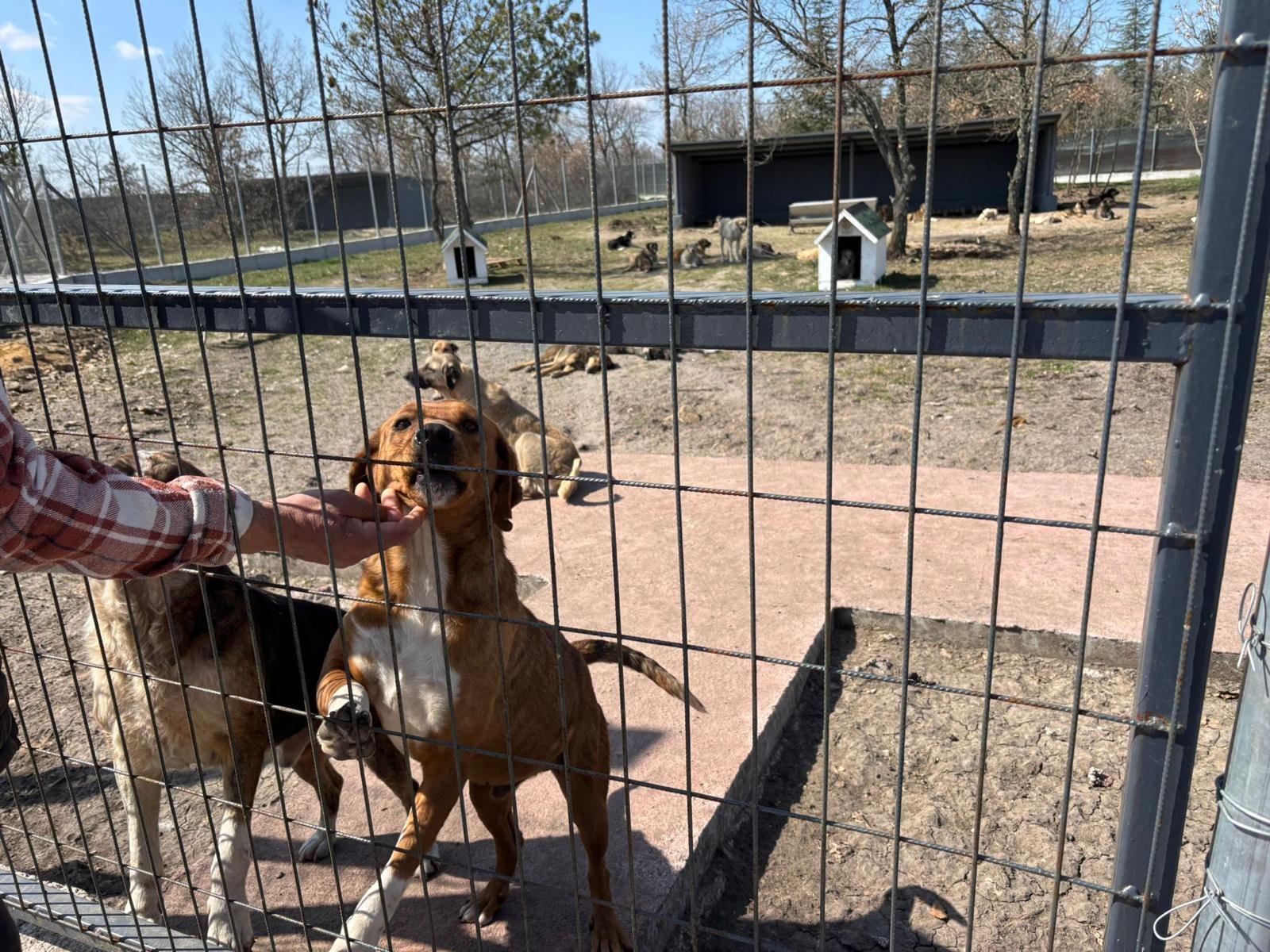 Geçerli görselin alternatif metni yok. Dosya adı: ekk-hayvan.jpg