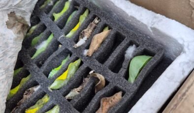 Bu da “kelebek” kaçakçılığı!