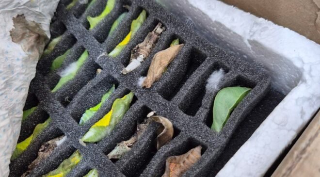 Bu da “kelebek” kaçakçılığı!